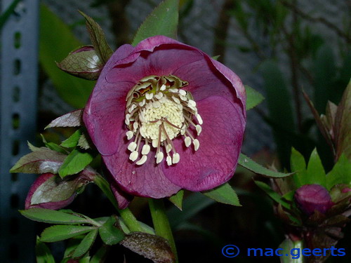 helleborus hybr